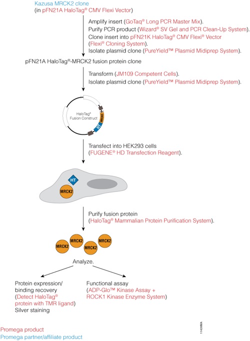 an overview analysis of cloning an overview analysis of cloning