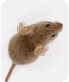 mouseinvivo