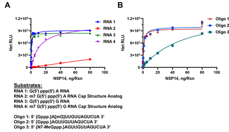 methyltransfearse activity assay
