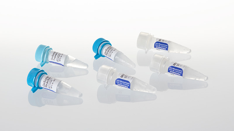 GoScript Reverse Transcriptase 500 reactions