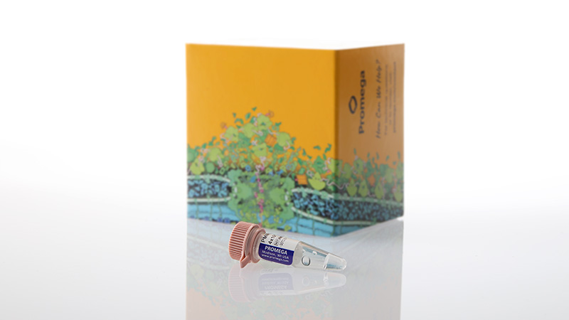 am2070-pmmov-rna-quant-standard-3