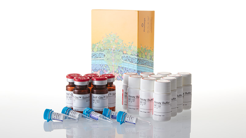 G9271_MultiTox-Glo-Multiplex-Cytotoxicity-Assa_3