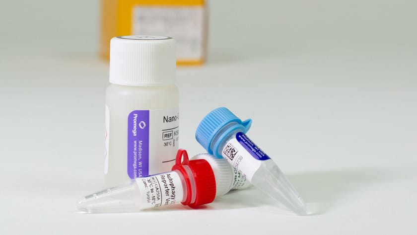 Autophagy Assays Kit LC3 HiBiT Reporter