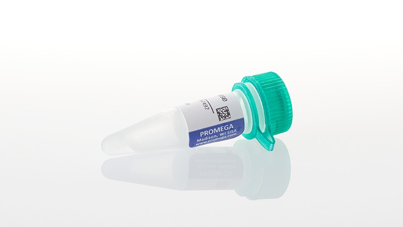 Z3781_Anti-B-Galactosidase--100ug_3