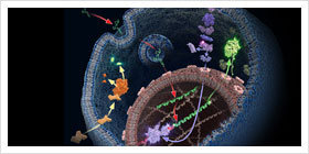 Reporters, transfection reagents and viability assays for cancer research