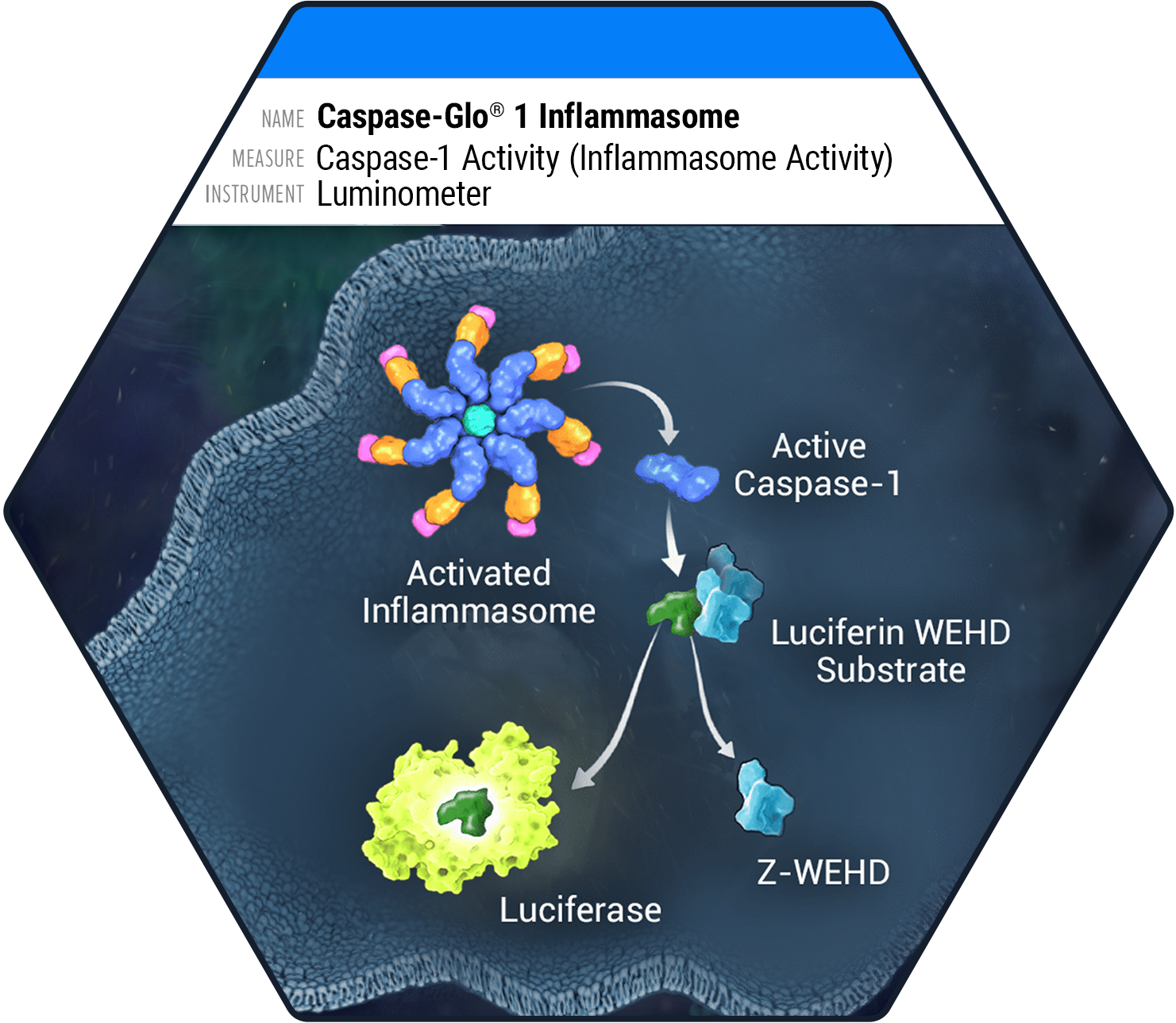 Diagram of the Caspase-Glo 1 Inflammasome Assay showing activated inflammasome triggering active caspase-1, which cleaves a Z-WEHD substrate to produce a luminescent signal via luciferase
