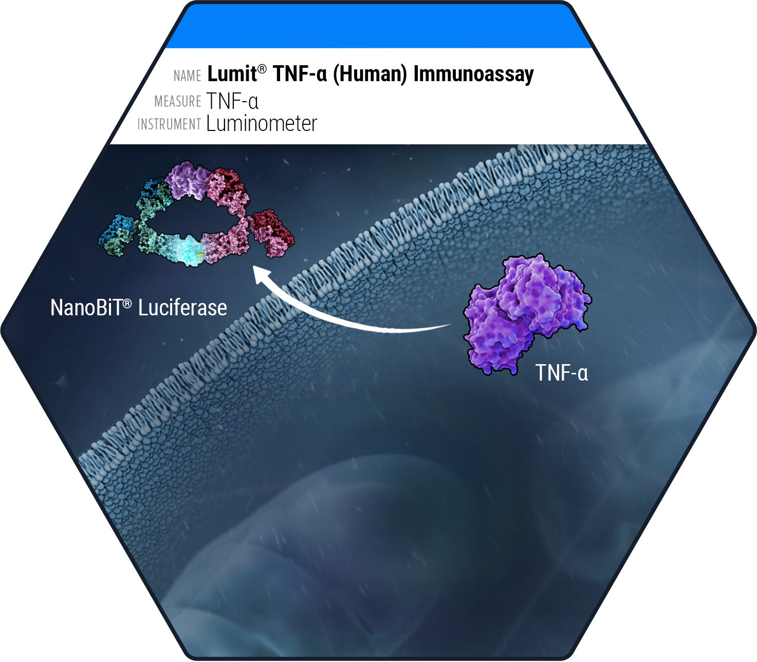 Diagram of the Lumit TNF-alpha Human Immunoassay showing TNF-alpha binding to NanoBiT Luciferase antibody fragments, generating a luminescent signal detected by luminometer