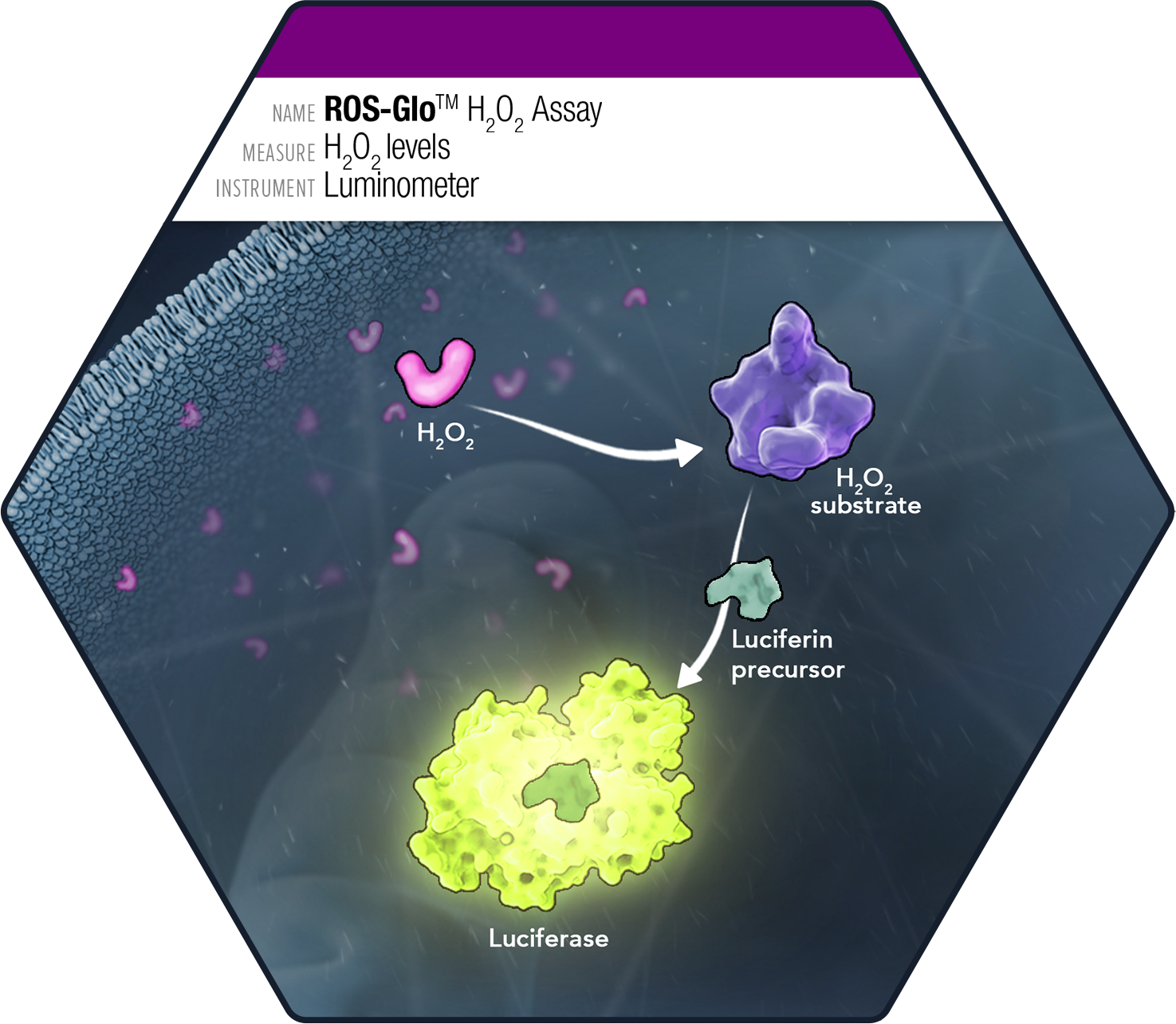 Diagram of the ROS-Glo H2O2 Assay showing hydrogen peroxide reacting with an H2O2 substrate to generate a luciferin precursor, detected by luciferase-based luminescence