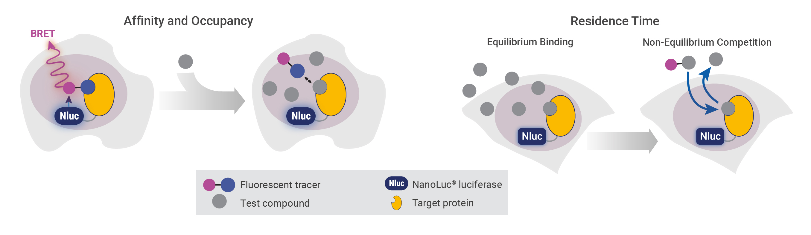 21-nanobret-te-assay-principle-mod