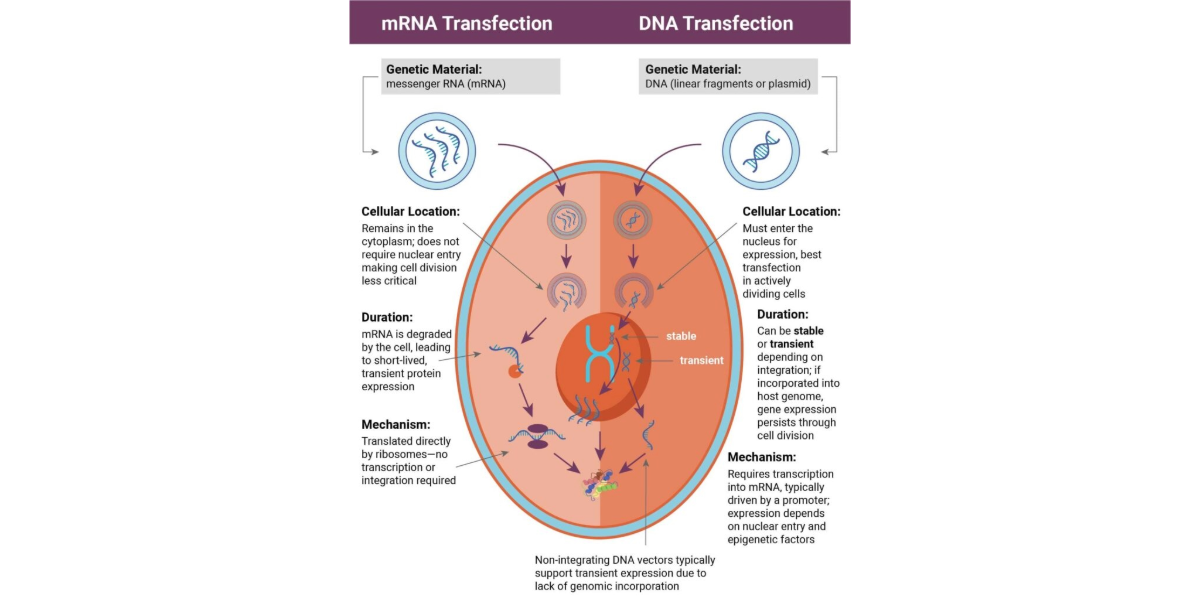 transfection-marn