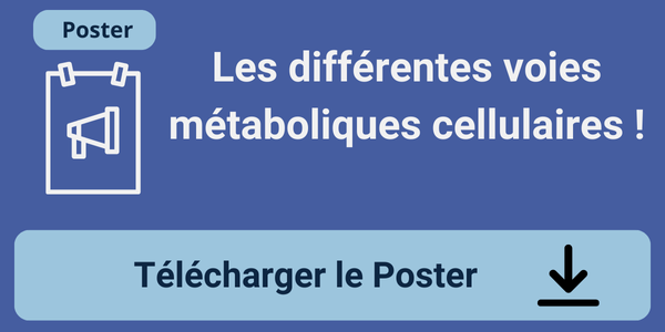 voies-metaboliques