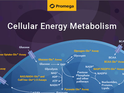 energy-metabolism