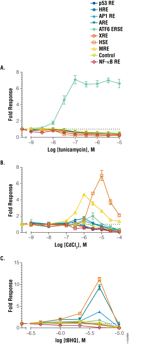 pGL4 stress reponse vectors