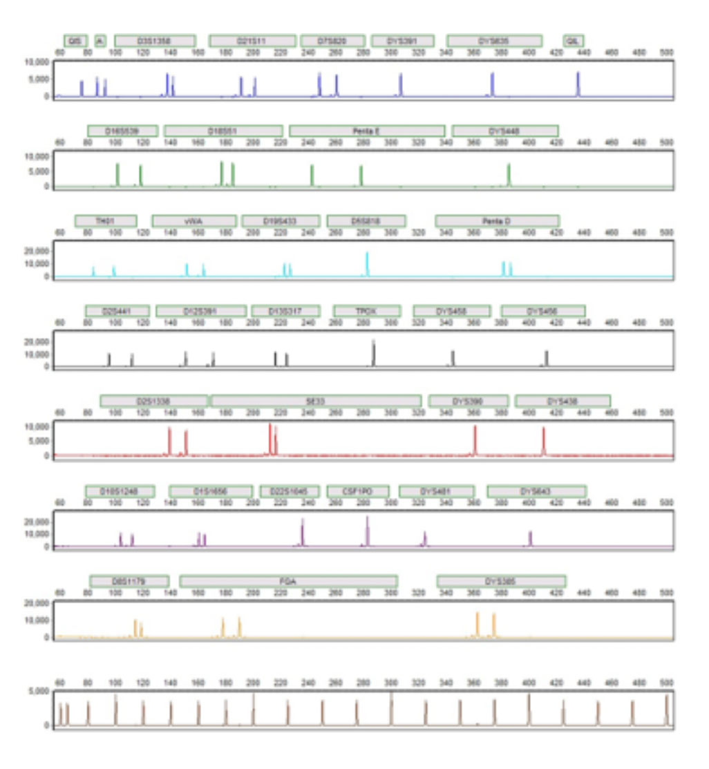 STR fragment analysis results using PowerPlex Fusion System and Spectrum Compact CE System