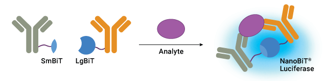 Schematic of Lumit™ IL-8 Immunoassay concept showing LgBiT and SmBiT binding protein binding to IL-8 and forming NanoBiT® Luciferase.