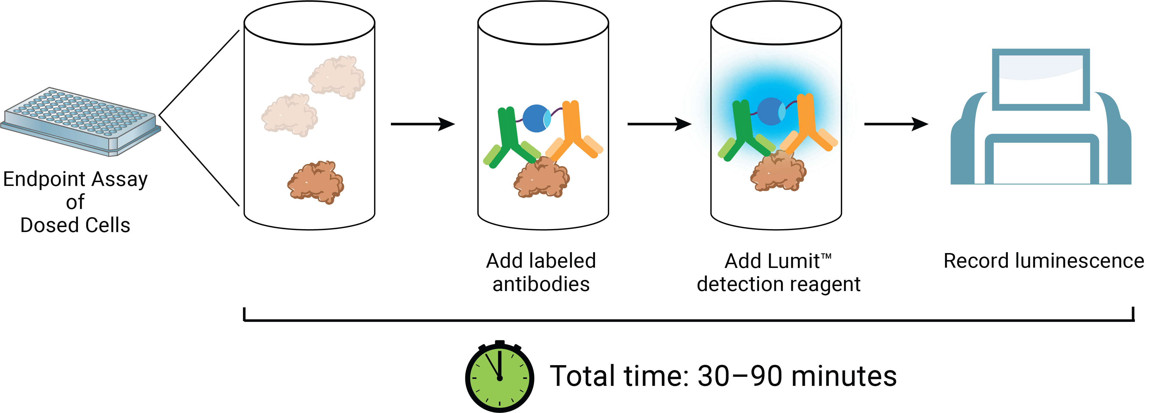 Lumit™ IL-17A (Human) Immunoassay workflow.