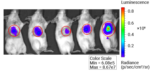 Mice injected with FFz via i.v. injection