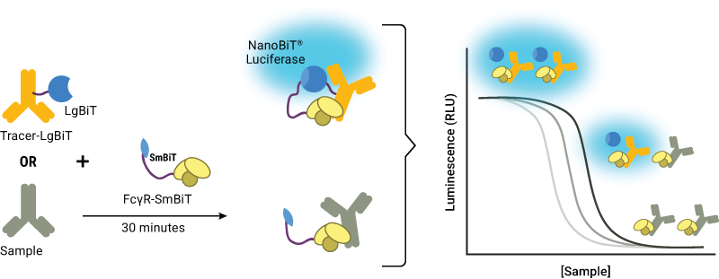 Schematic for Lumit FcγR Binding Immunoassays. 19365ma