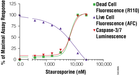 Using the MultiTox-Fluor Multiplex Cytotoxicity Assay with the Caspase-Glo® 3/7 Assay for a triplex assessment in an apoptosis model system.