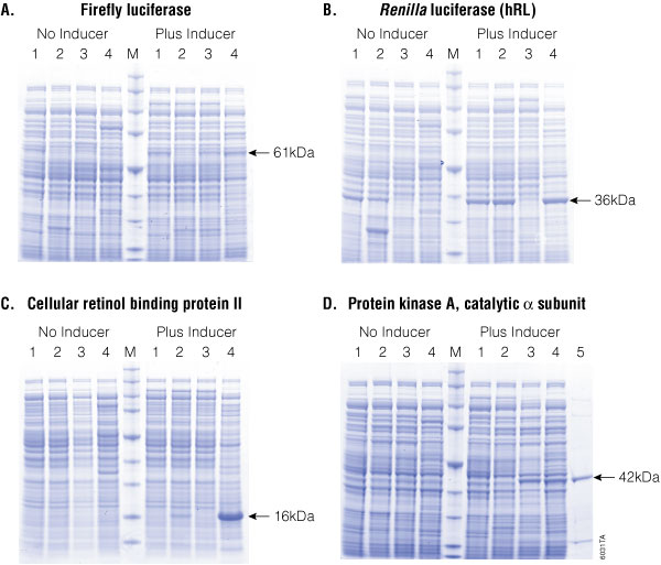 Comparison of protein overexpression.