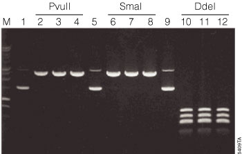Rapid digestion of the pSP72 Vector using the restriction enzymes PvuII, SmaI and DdeI.
