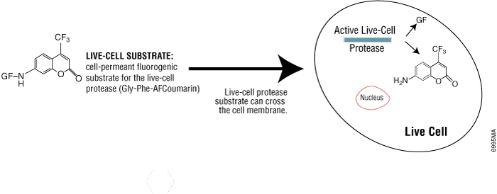CellTiter-Fluor Cell Viability Assay chemistry.