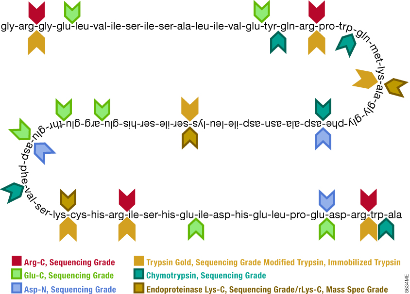 Trypsin for mass spec 8634ME