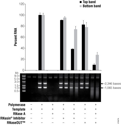 Comparison of RNasin® Ribonuclease Inhibitor and RNaseOUT™ inhibition of RNase A during in vitro transcription.