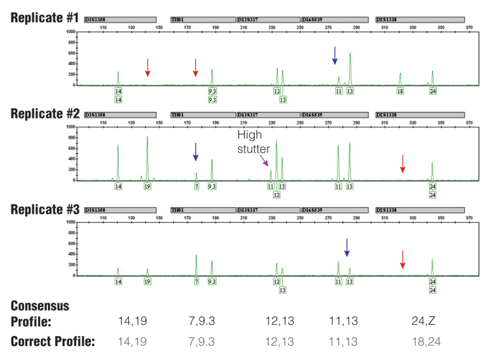 Three replicate PCR amplifications of a 10 pg single-source DNA template using the Identifiler kit and 31 cycles.